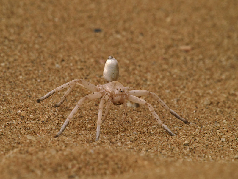 Swakopmund, Cartwheeling Spider